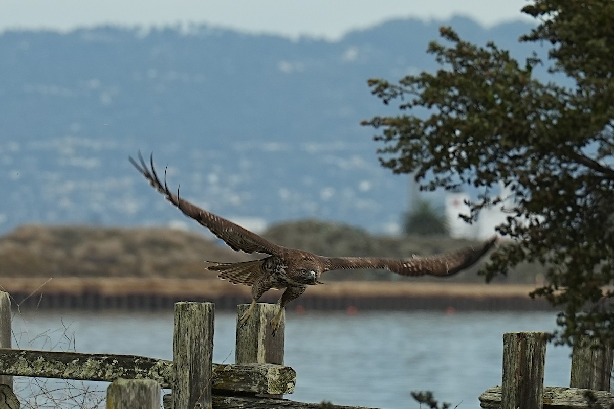 Red-tailed Hawk - ML645585536