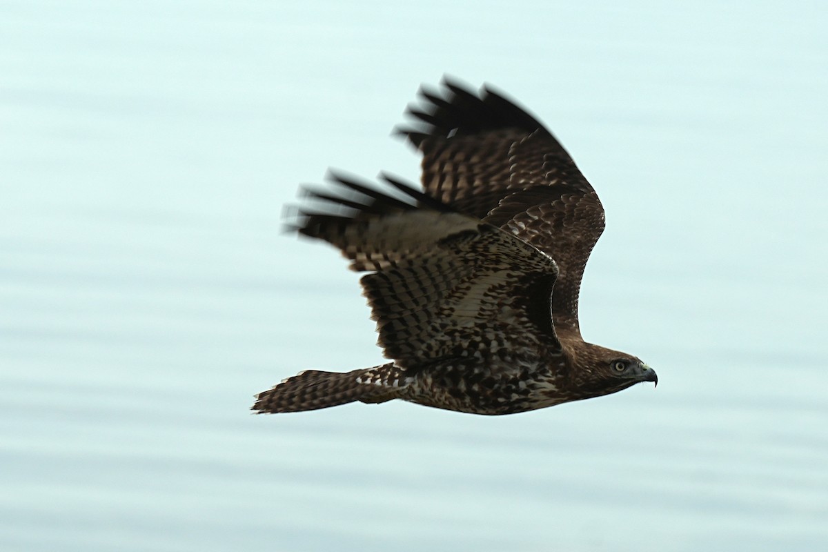 Red-tailed Hawk - ML645585538