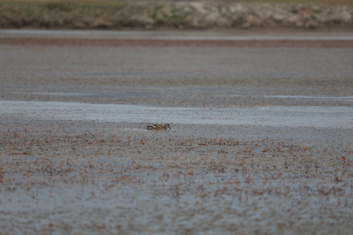 赤膀鴨 - ML645585539