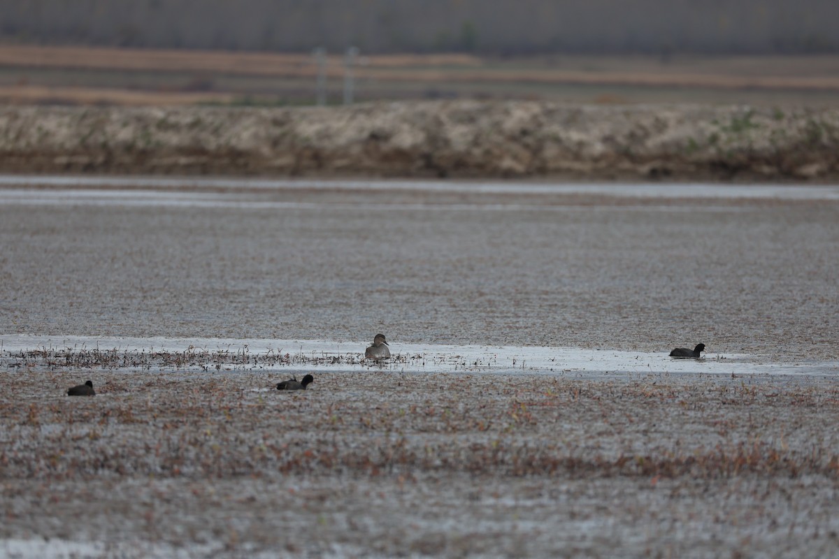 赤膀鴨 - ML645585540