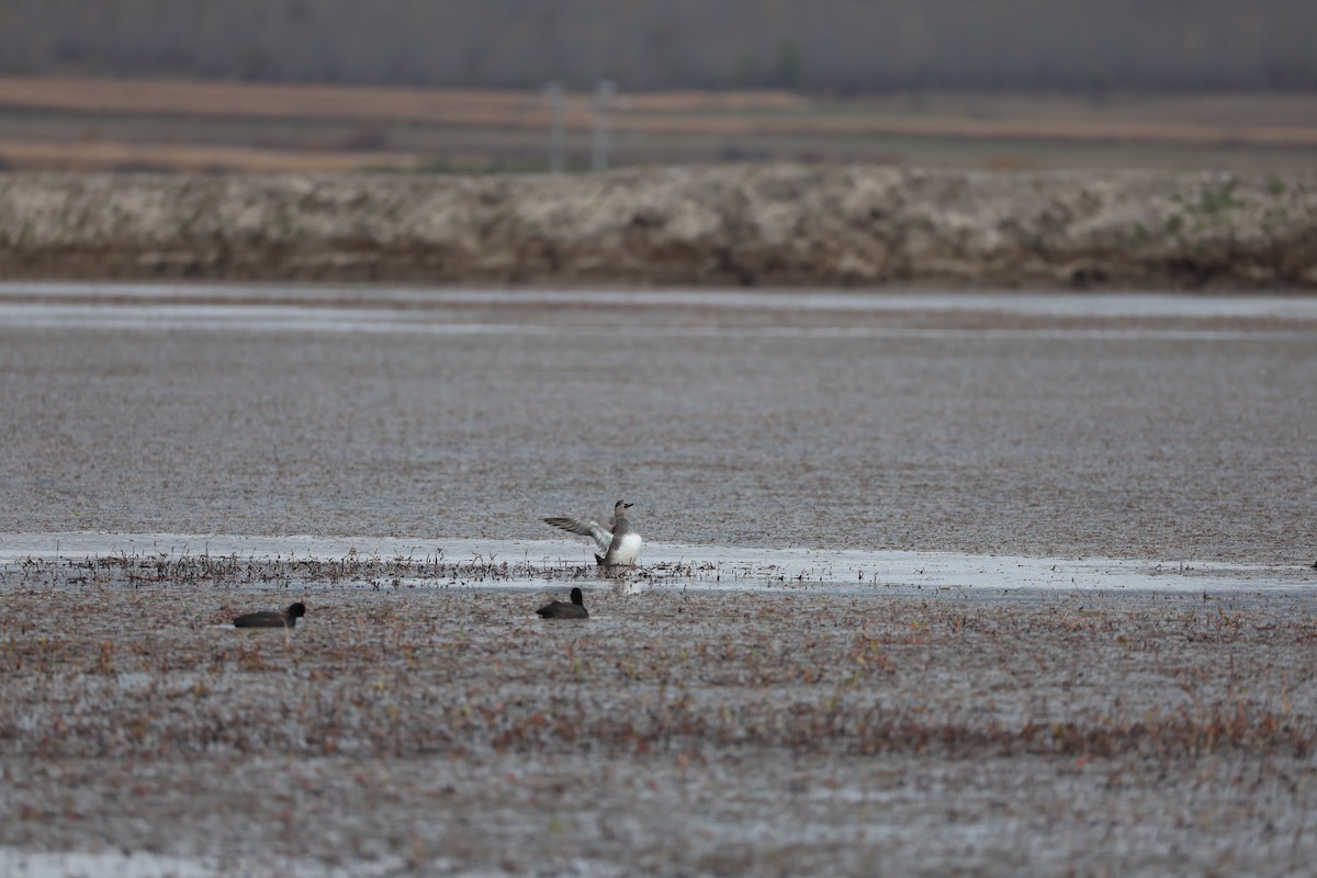 赤膀鴨 - ML645585541