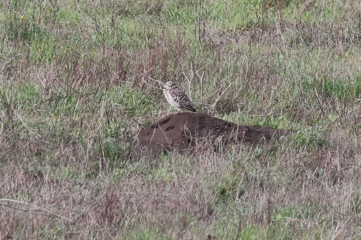 Burrowing Owl - ML645585550
