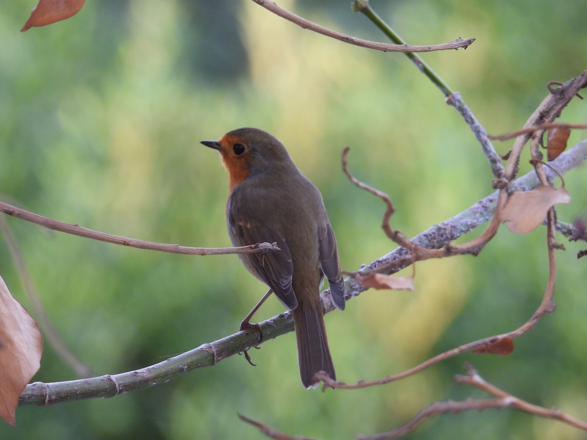 rødstrupe - ML645585552