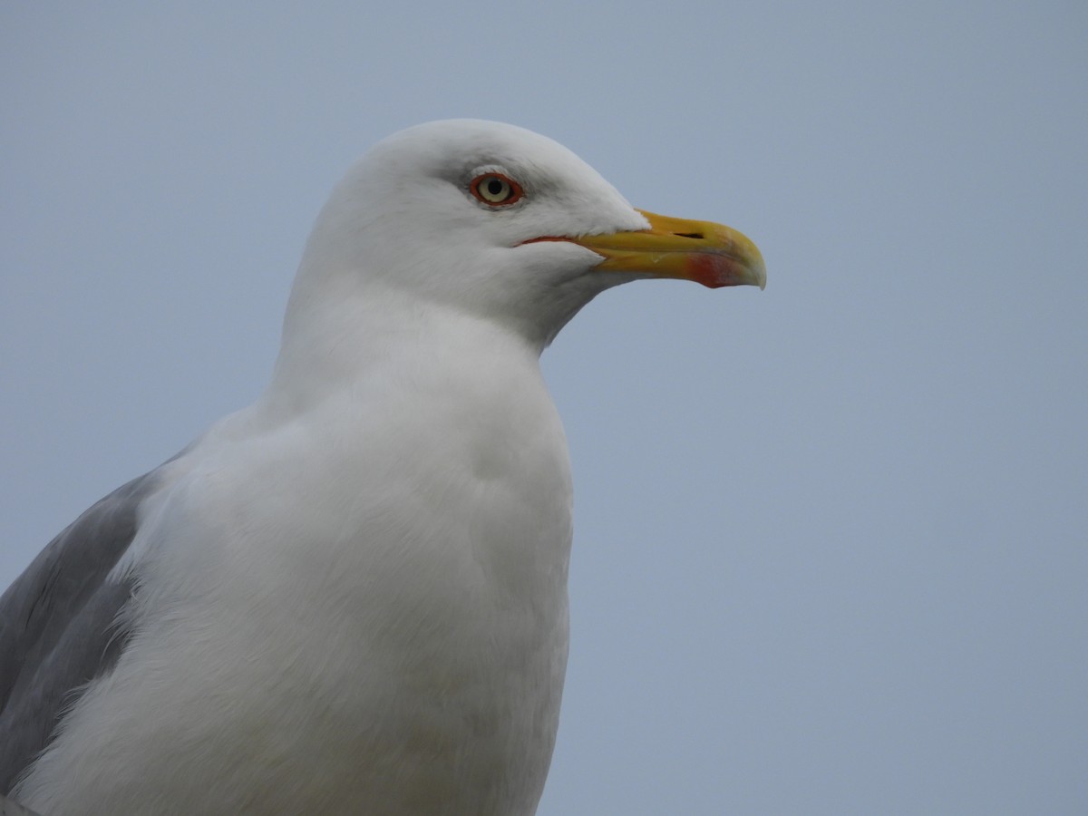 gulbeinmåke - ML645585557