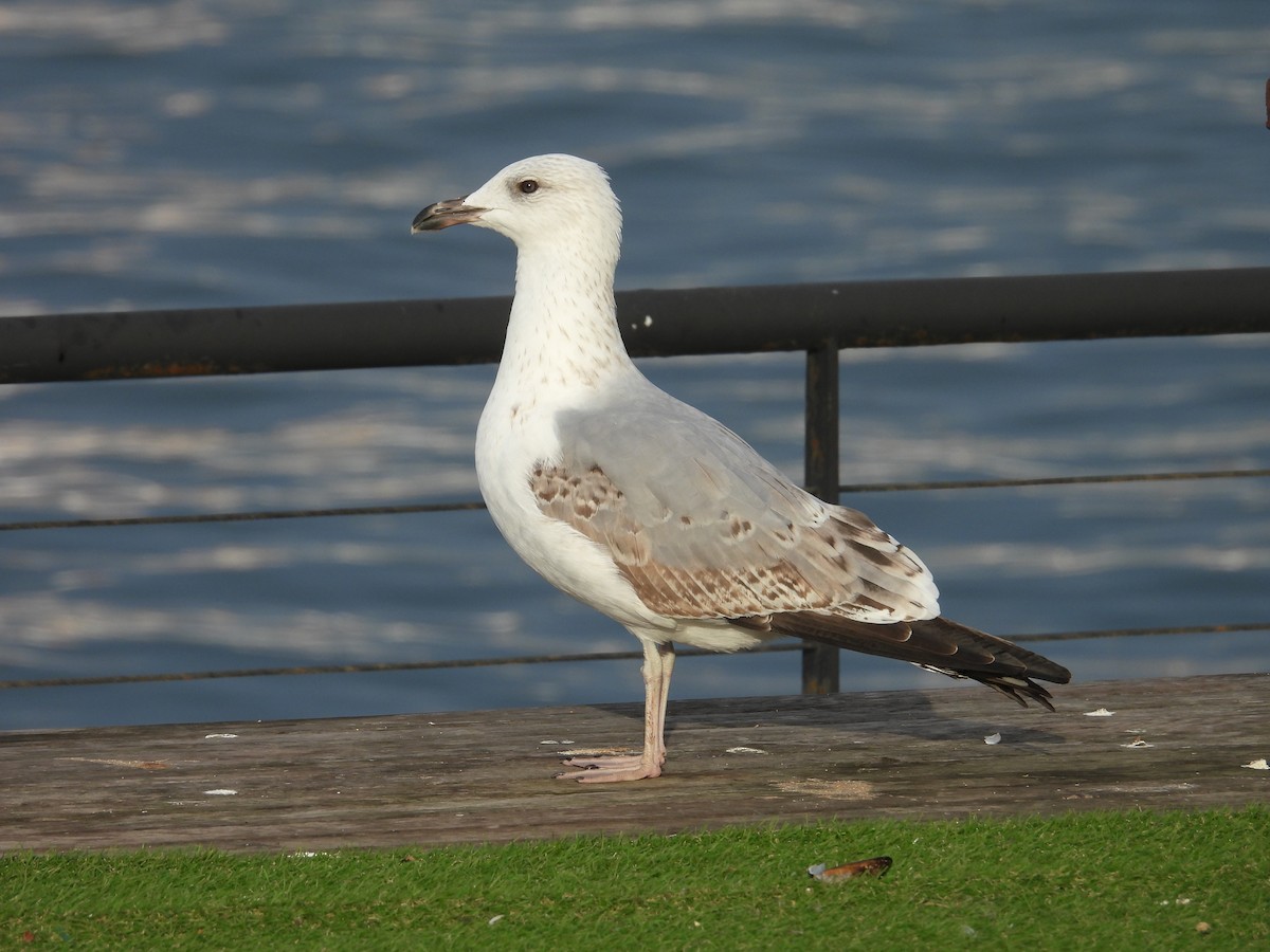 gulbeinmåke - ML645585567