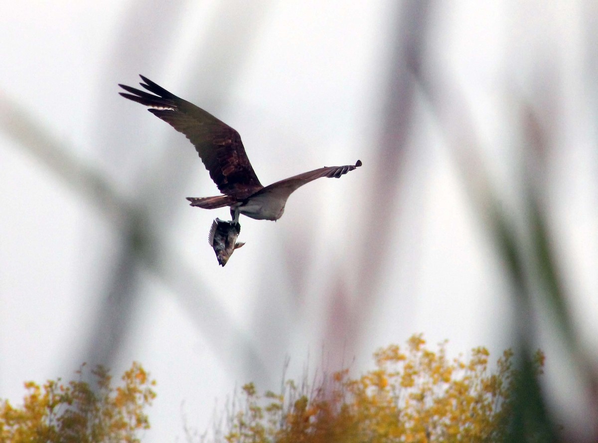 Osprey - ML645585571