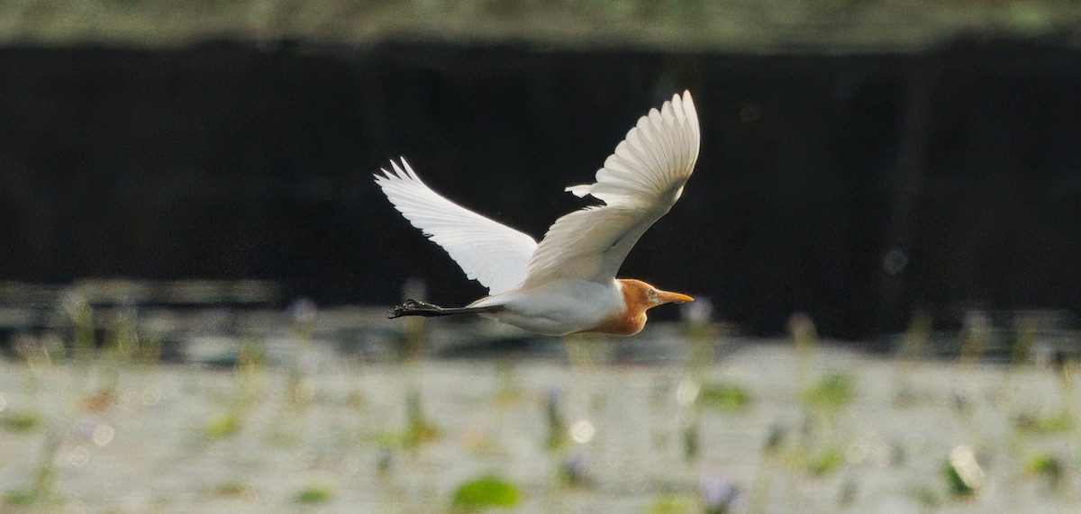 Eastern Cattle-Egret - ML645585572