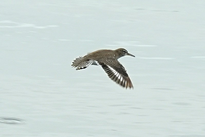 Spotted Sandpiper - ML645585577