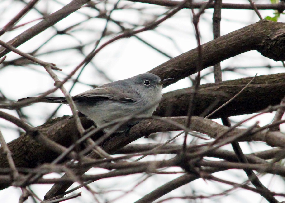 Комароловка сиза - ML645585583