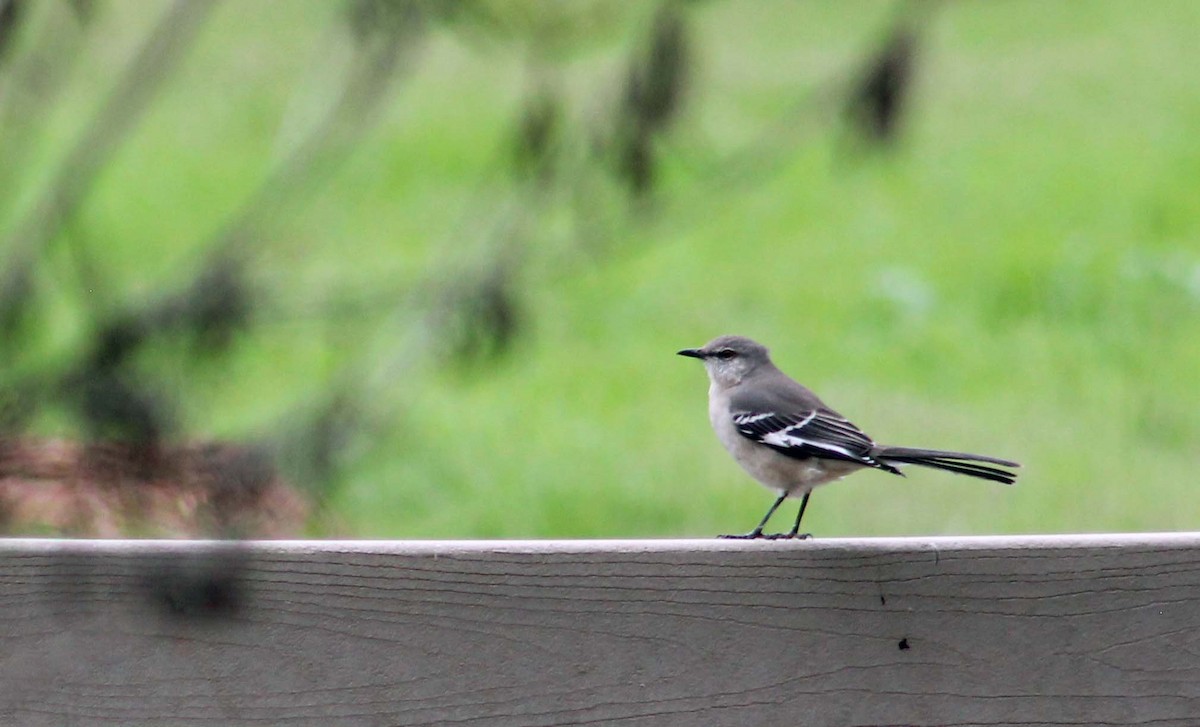 Northern Mockingbird - ML645585584