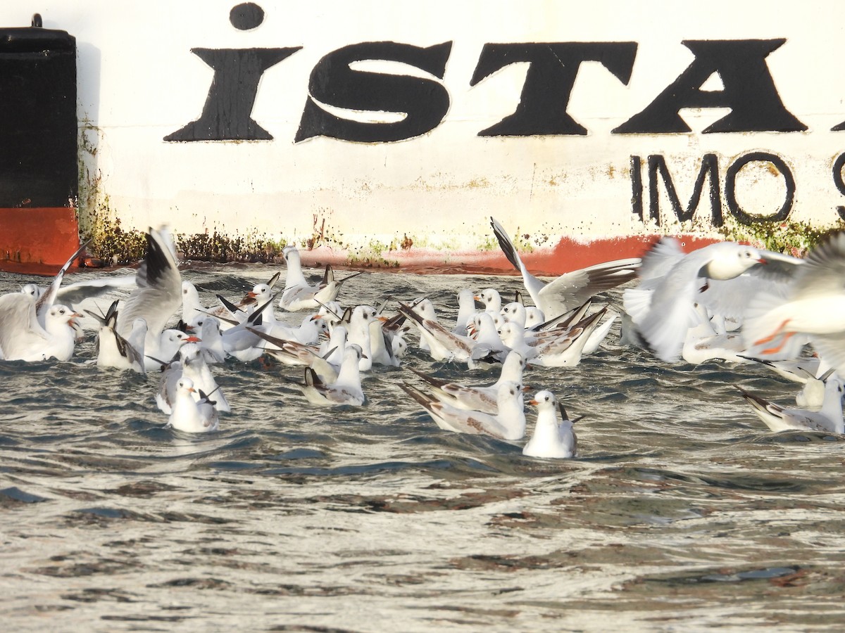 hettemåke - ML645585588