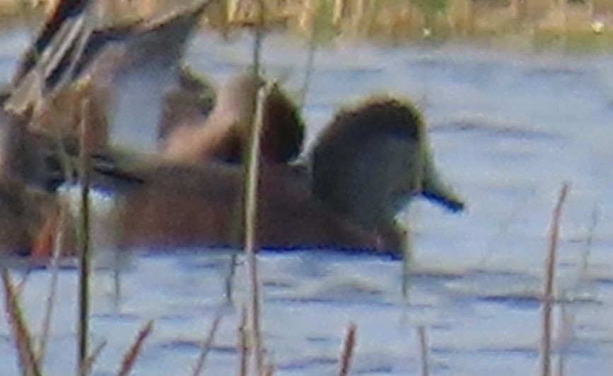 amerikablesand - ML645585591