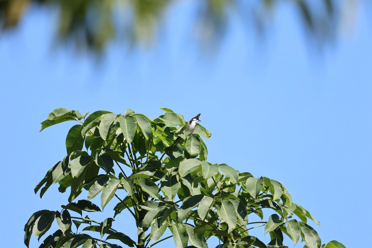 sothettebylbyl - ML645585592