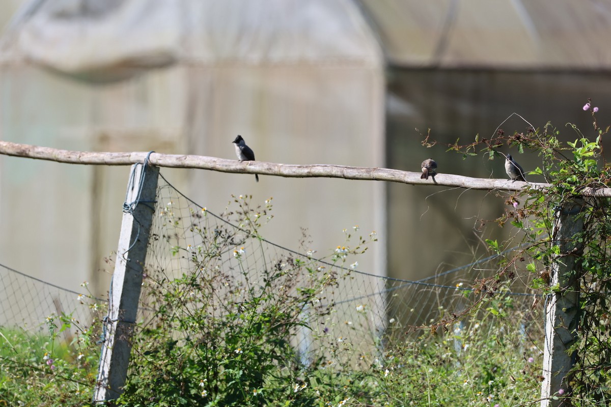 sothettebylbyl - ML645585593