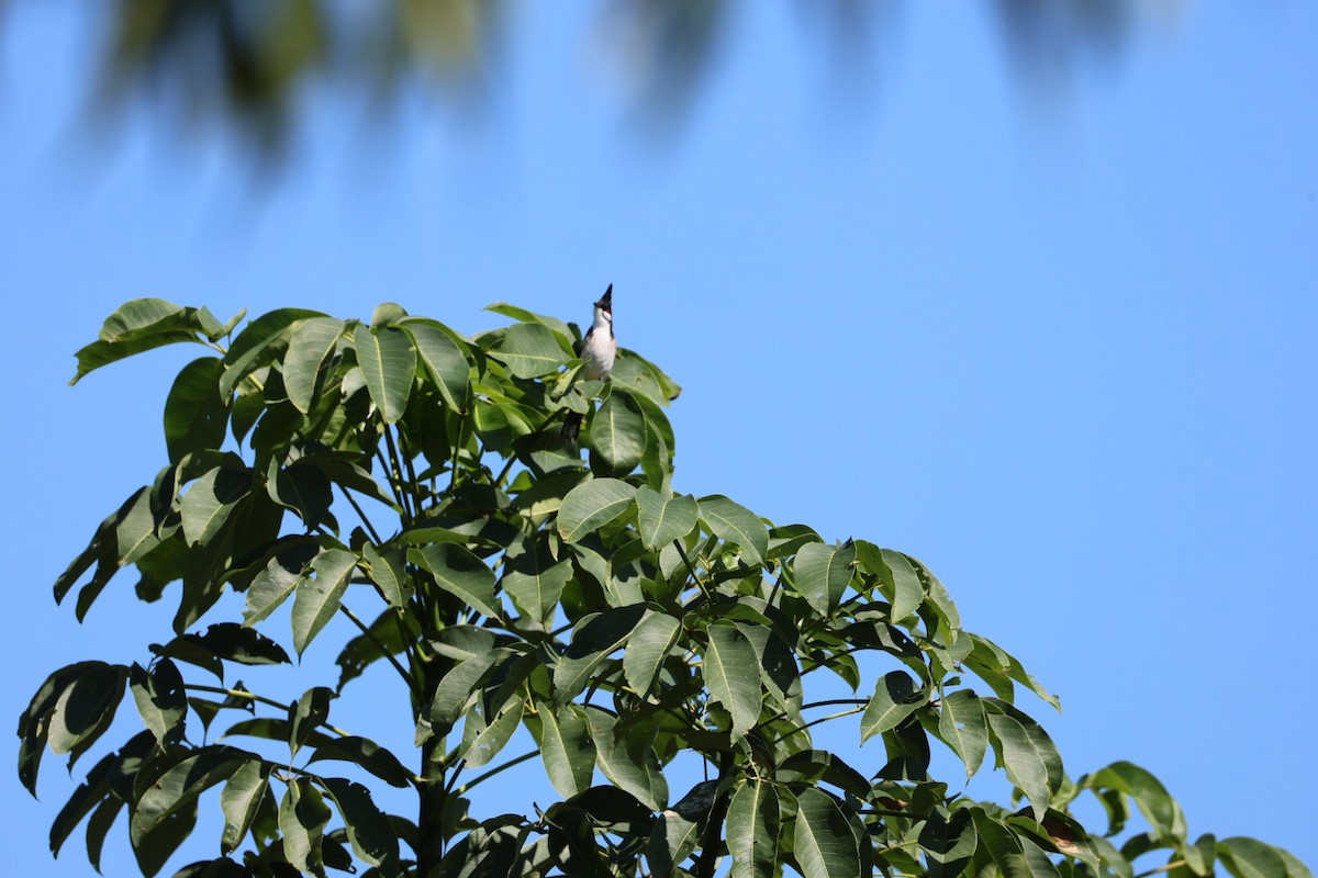 sothettebylbyl - ML645585594