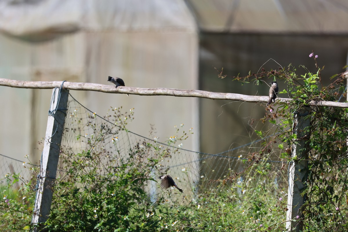 sothettebylbyl - ML645585595