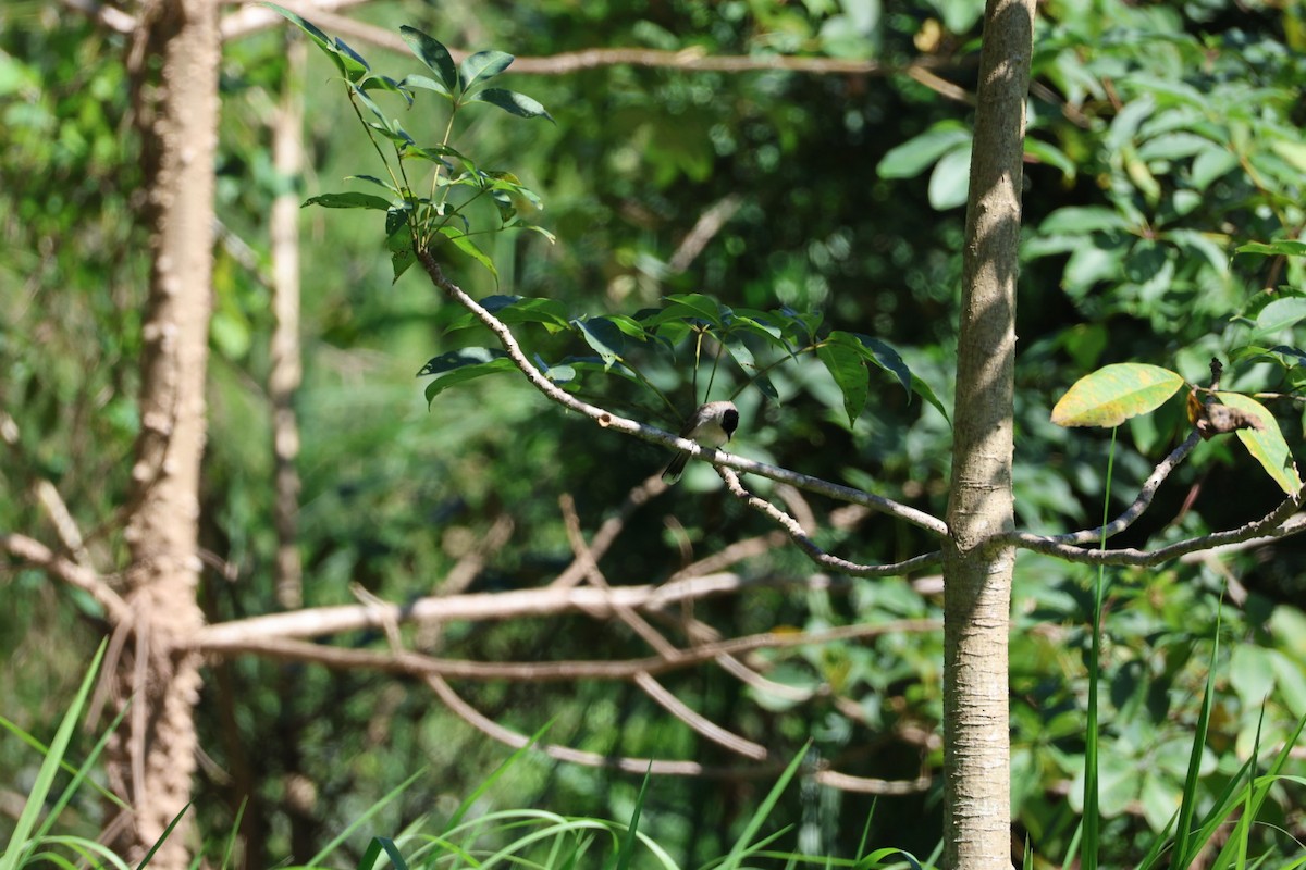 sothettebylbyl - ML645585596