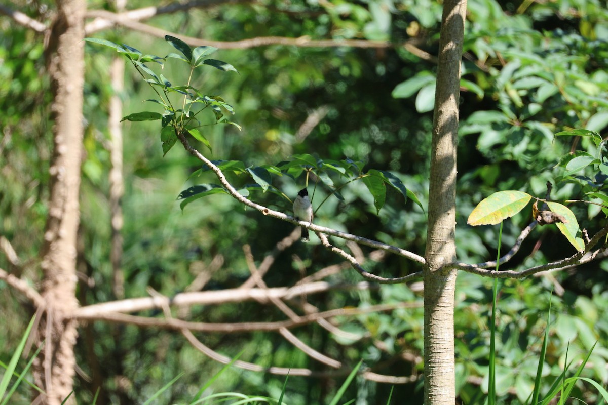 sothettebylbyl - ML645585597