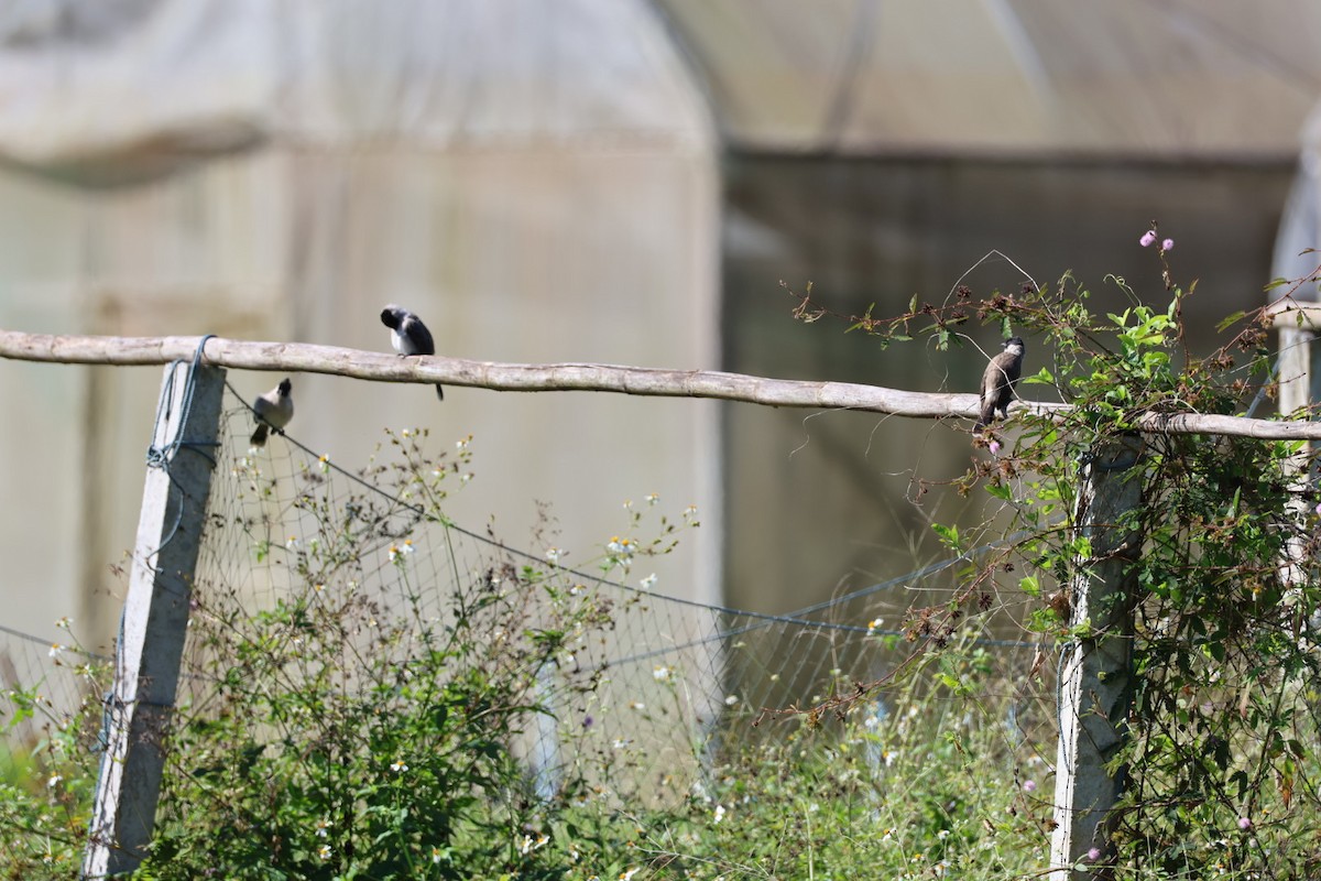 sothettebylbyl - ML645585598