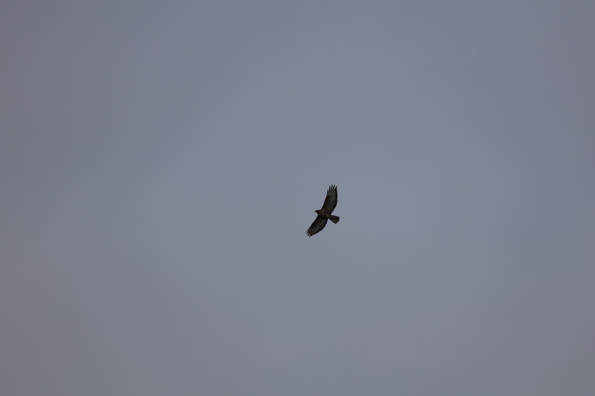 amurvåk - ML645585599