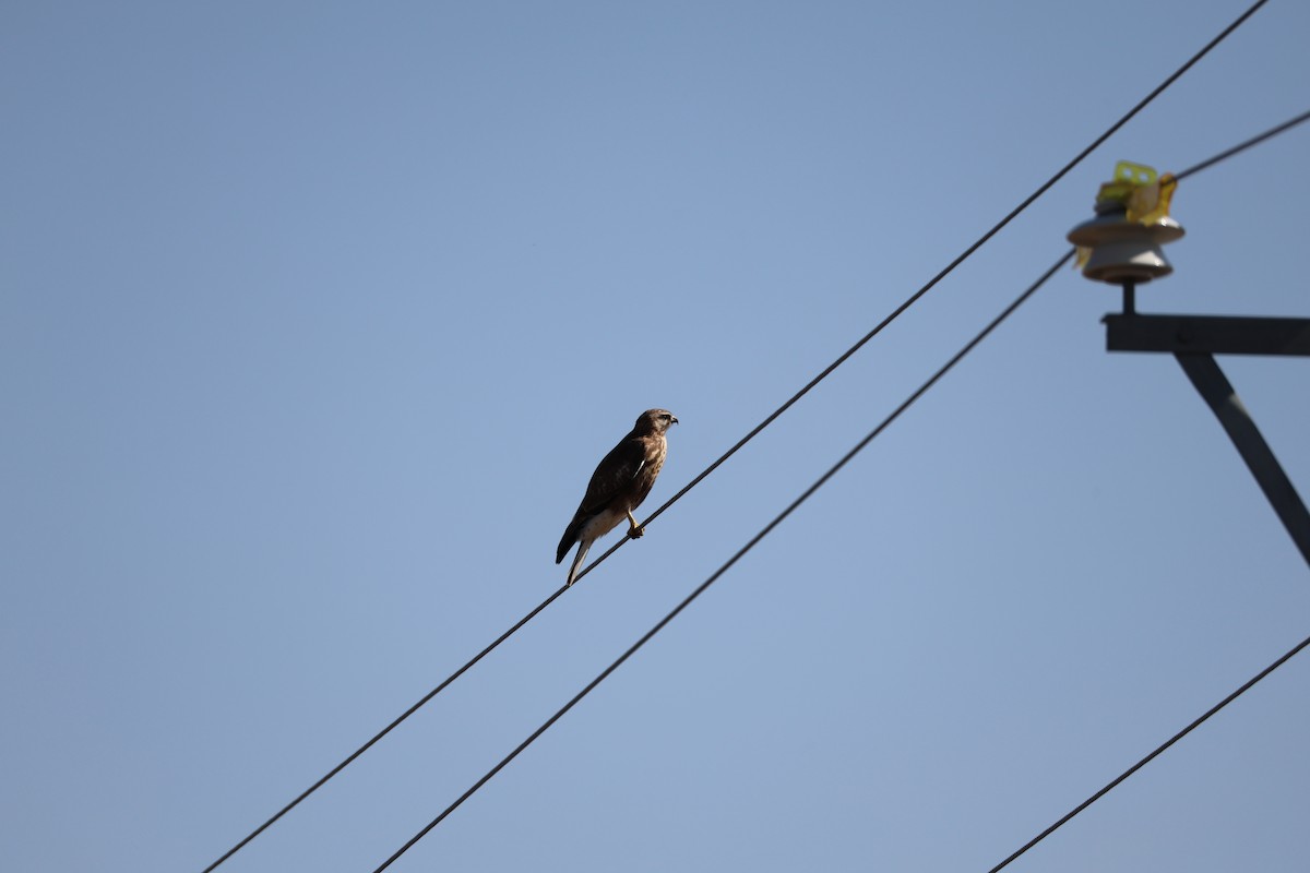 amurvåk - ML645585601