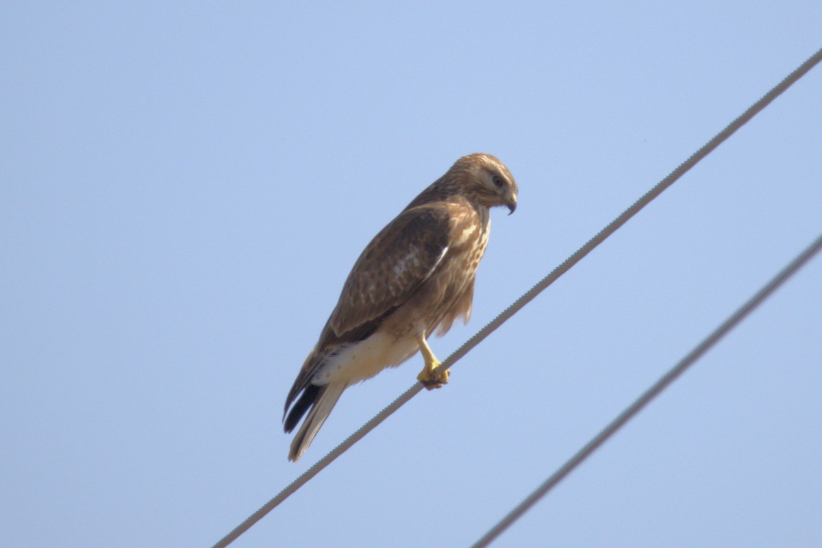 amurvåk - ML645585602