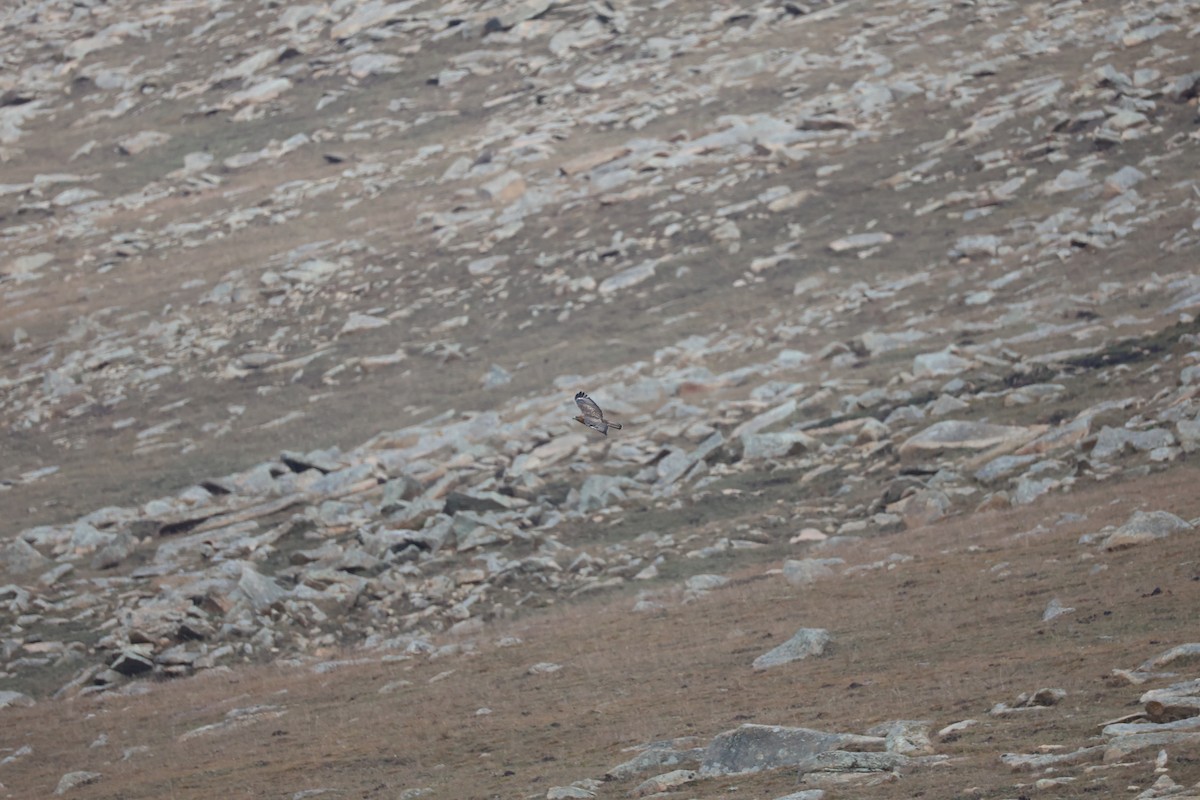 amurvåk - ML645585603