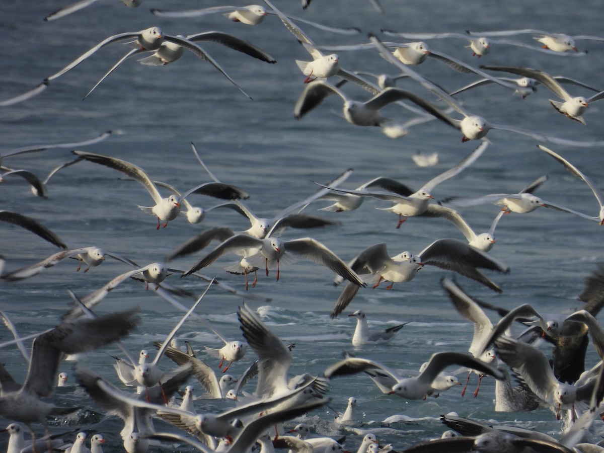 hettemåke - ML645585604