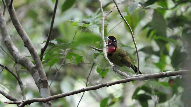 nakenstrupeplystrer - ML645585605