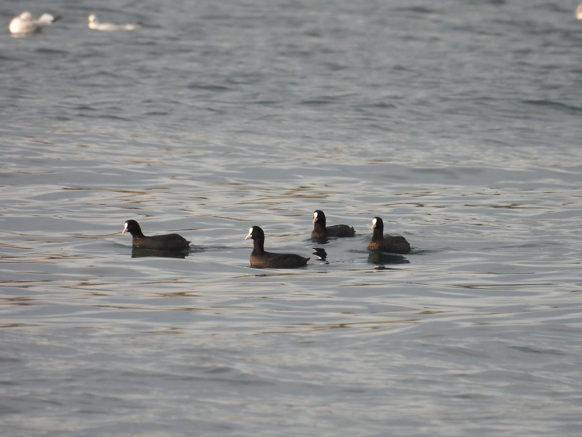 Eurasian Coot - ML645585606