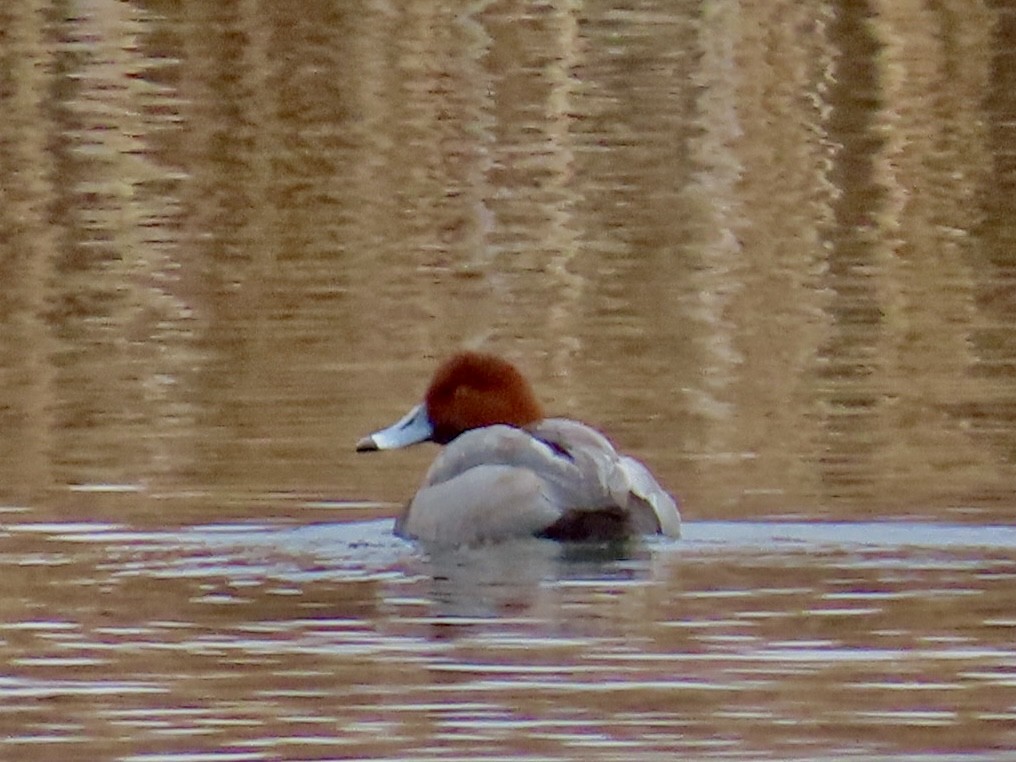 kobberhodeand - ML645585607