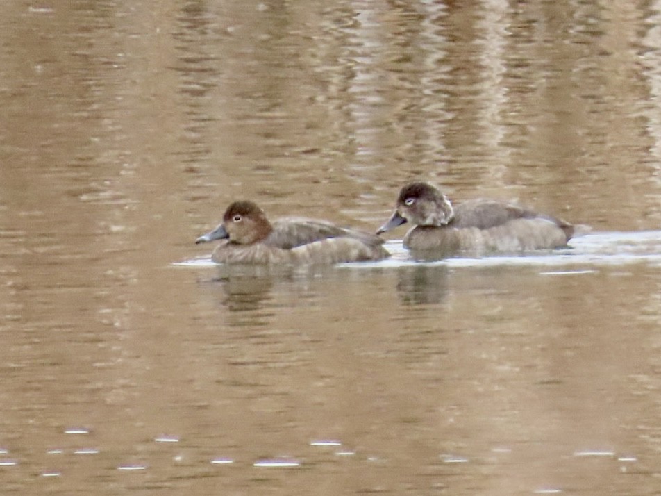 kobberhodeand - ML645585608