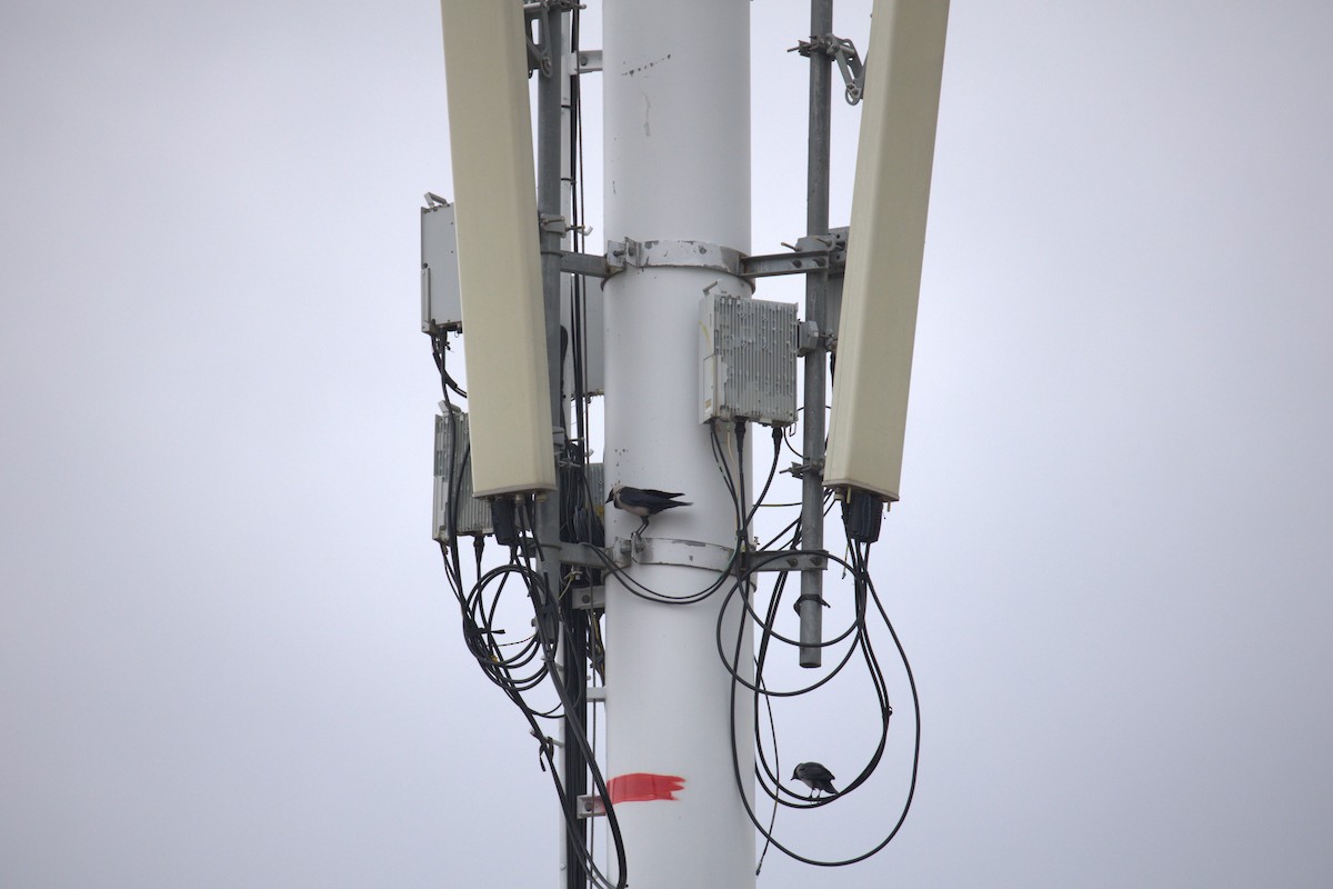 mongolkaie - ML645585609