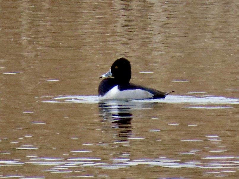 ringand - ML645585611