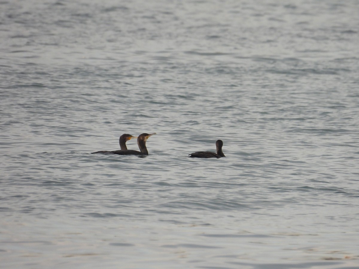 storskarv - ML645585613