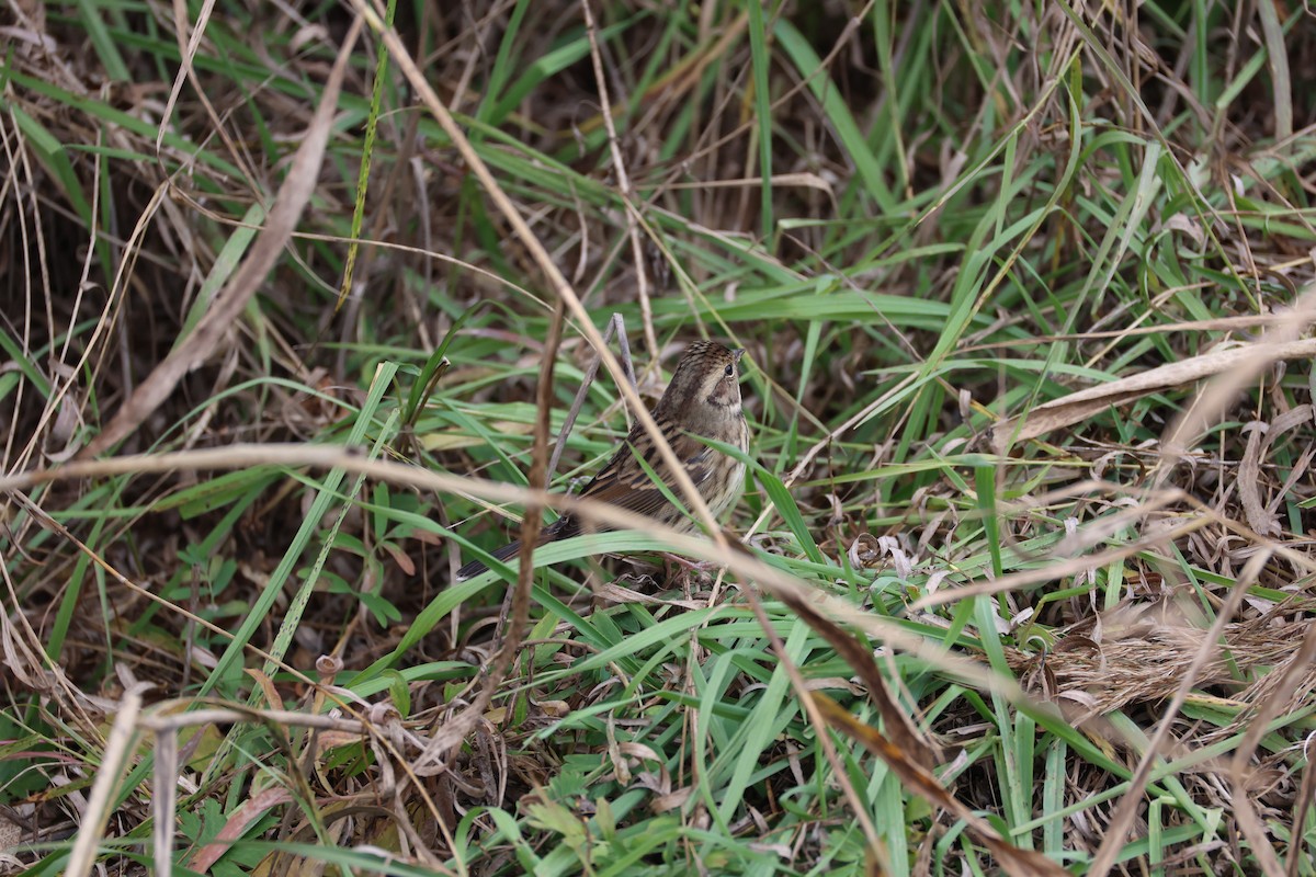 dvergspurv - ML645585614