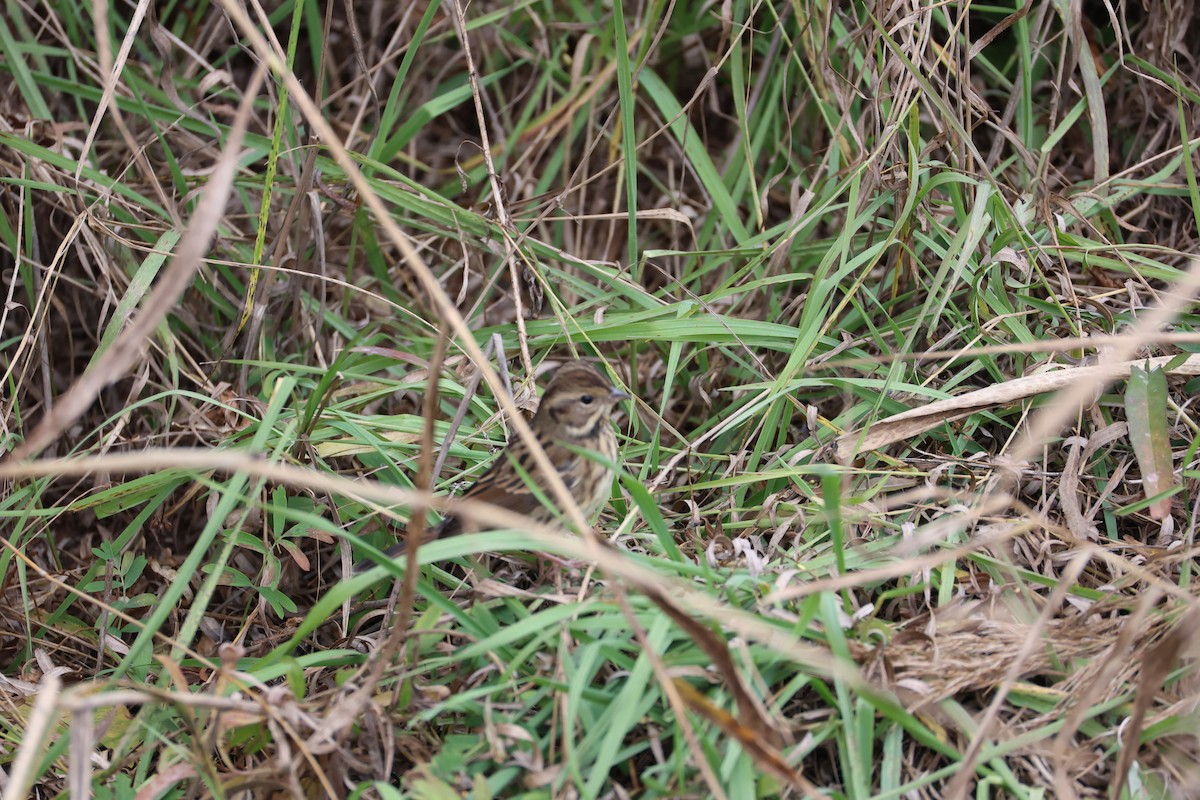 dvergspurv - ML645585615