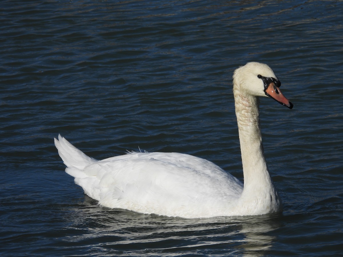 knoppsvane - ML645585617