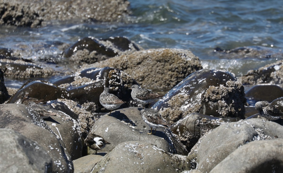 brottsnipe - ML645585618