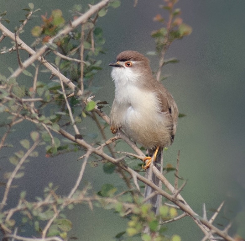 Timalí Ojigualdo - ML645585622