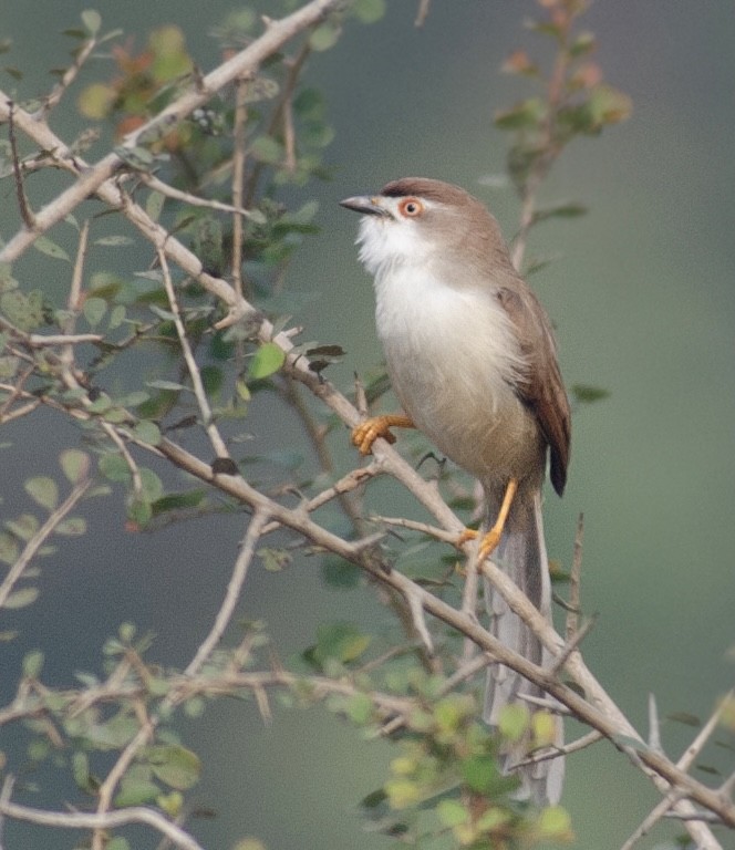 Timalí Ojigualdo - ML645585623