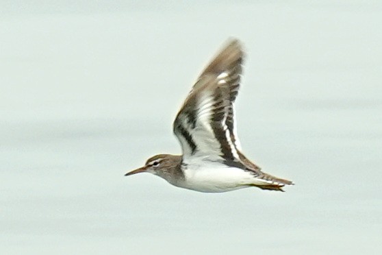 Spotted Sandpiper - ML645585624