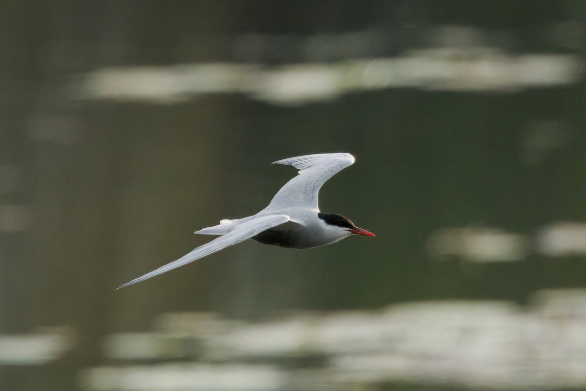 Whiskered Tern - ML645585627