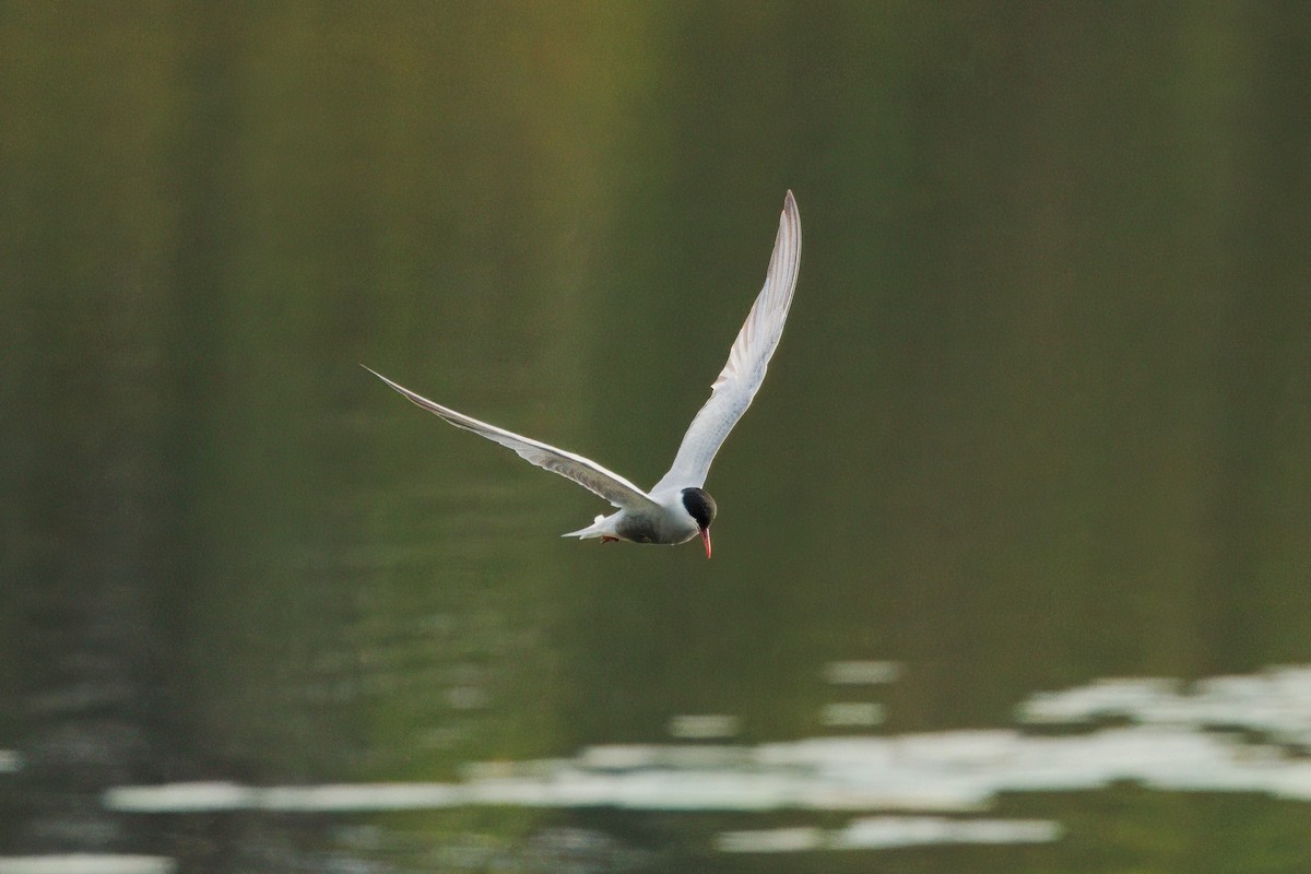 黑腹燕鷗 - ML645585628