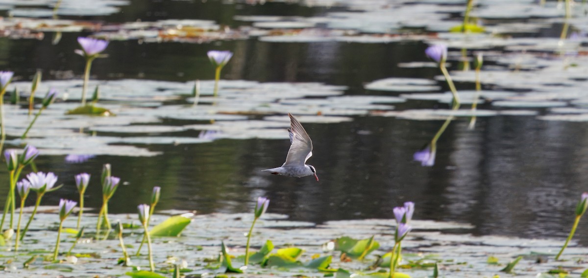 黑腹燕鷗 - ML645585629