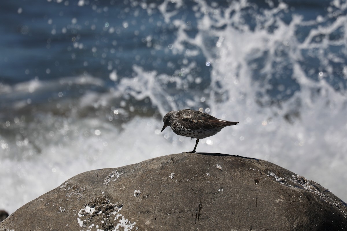 Surfbird - ML645585633