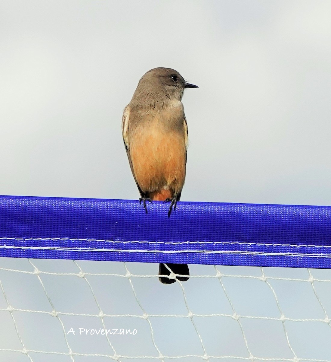 Say's Phoebe - ML645585634