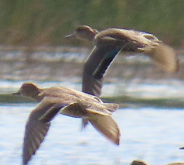 小水鴨 - ML645585635