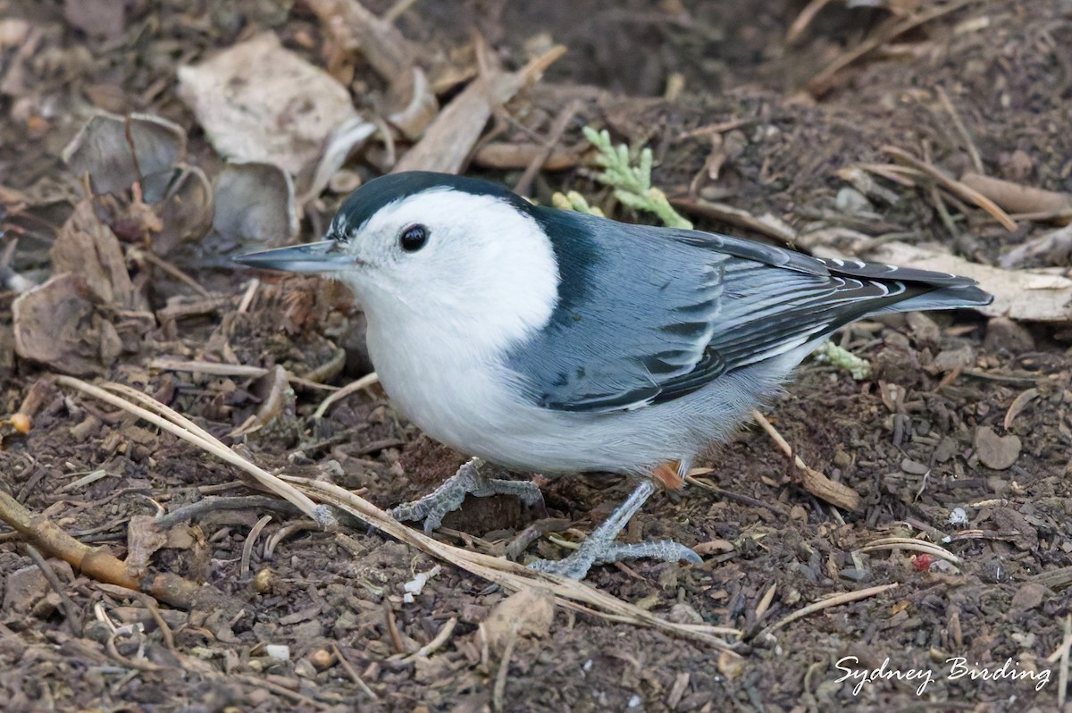 White-breasted Nuthatch - ML645585636