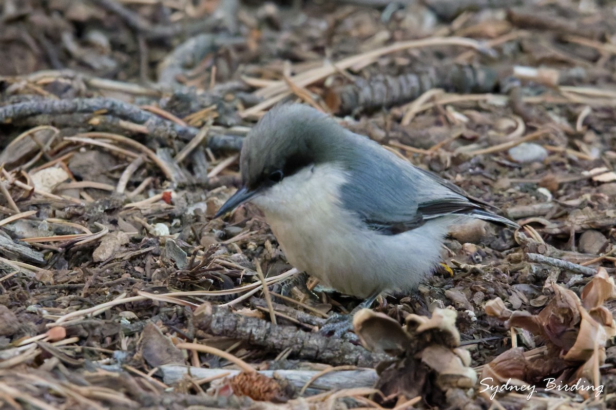 Pygmy Nuthatch - ML645585637